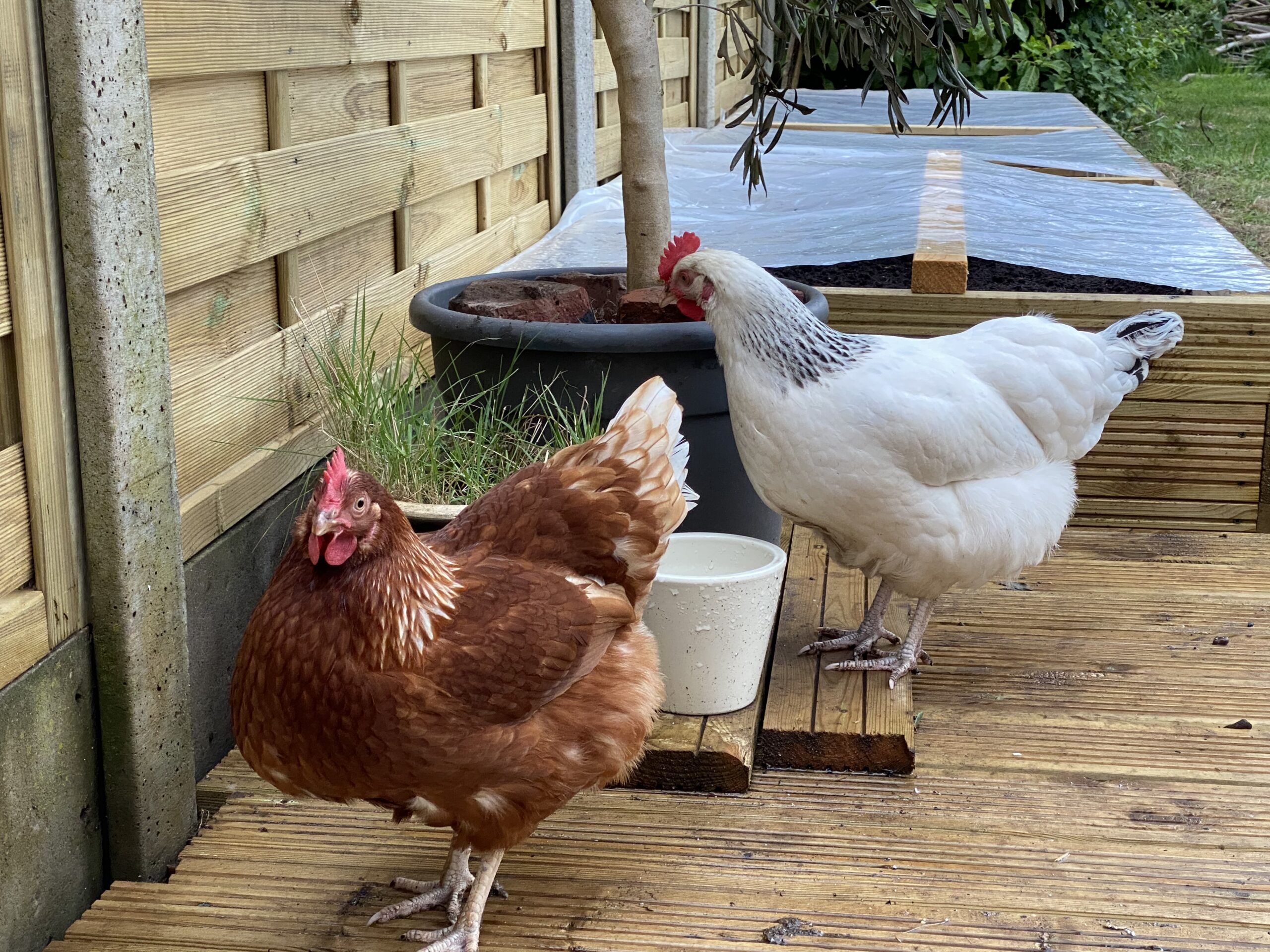 Chickens in there Garden, Proper Free Range Eggs