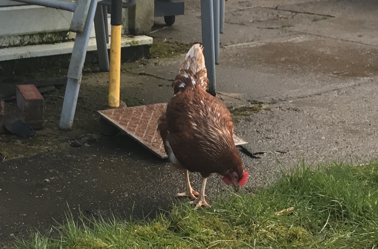 So Long Dave, and thanks for all the eggs…